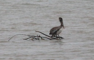 Brown pelican
